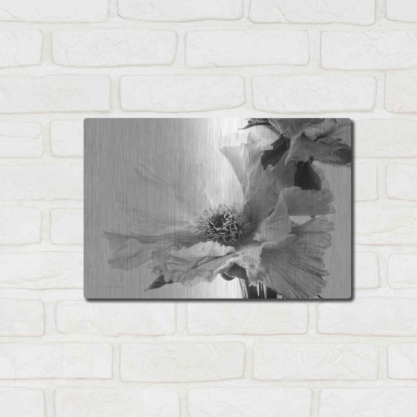Luxe Metal Art 'Translucent Peony VBW' by Debra Van Swearingen, Metal Wall Art,16x12