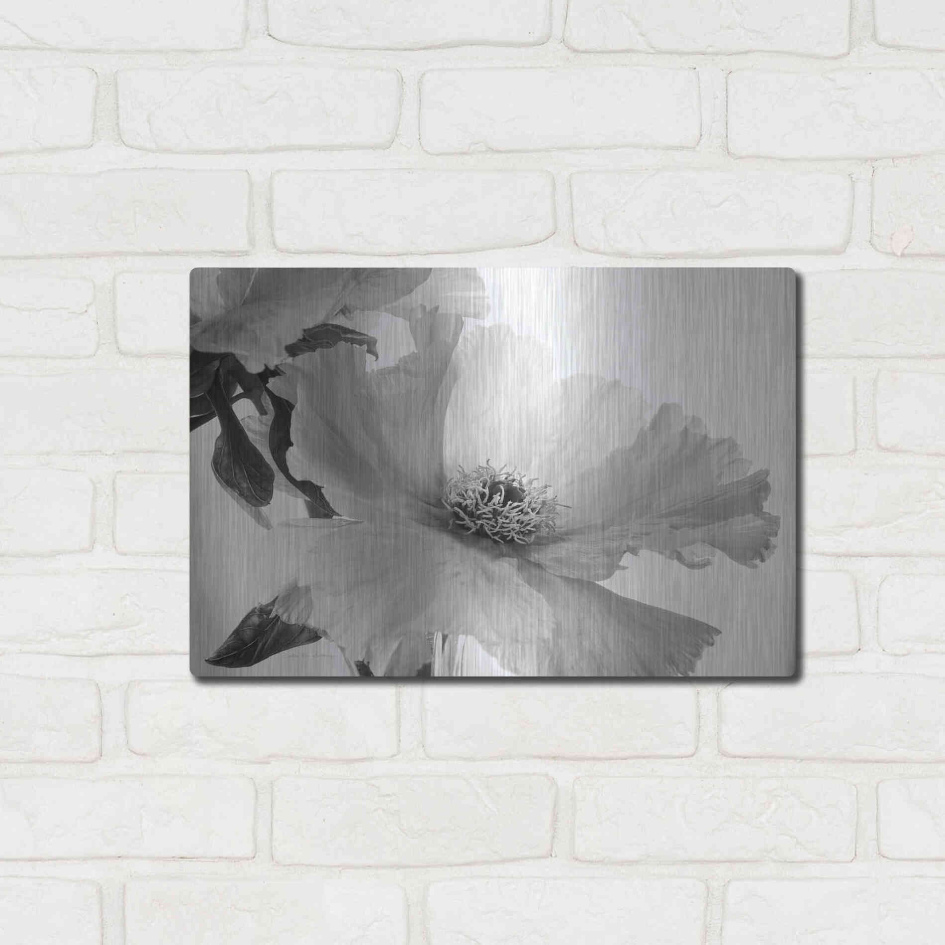 Luxe Metal Art 'Translucent Peony VIBW' by Debra Van Swearingen, Metal Wall Art,16x12