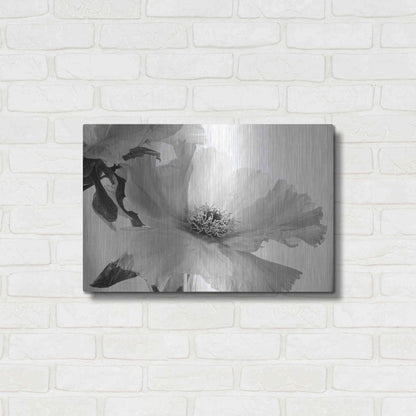 Luxe Metal Art 'Translucent Peony VIBW' by Debra Van Swearingen, Metal Wall Art,24x16