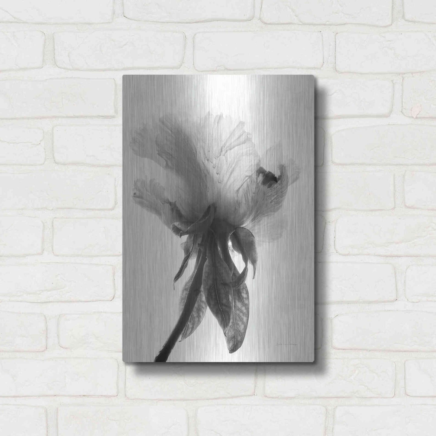 Luxe Metal Art 'Translucent Peony VIIBW' by Debra Van Swearingen, Metal Wall Art,12x16