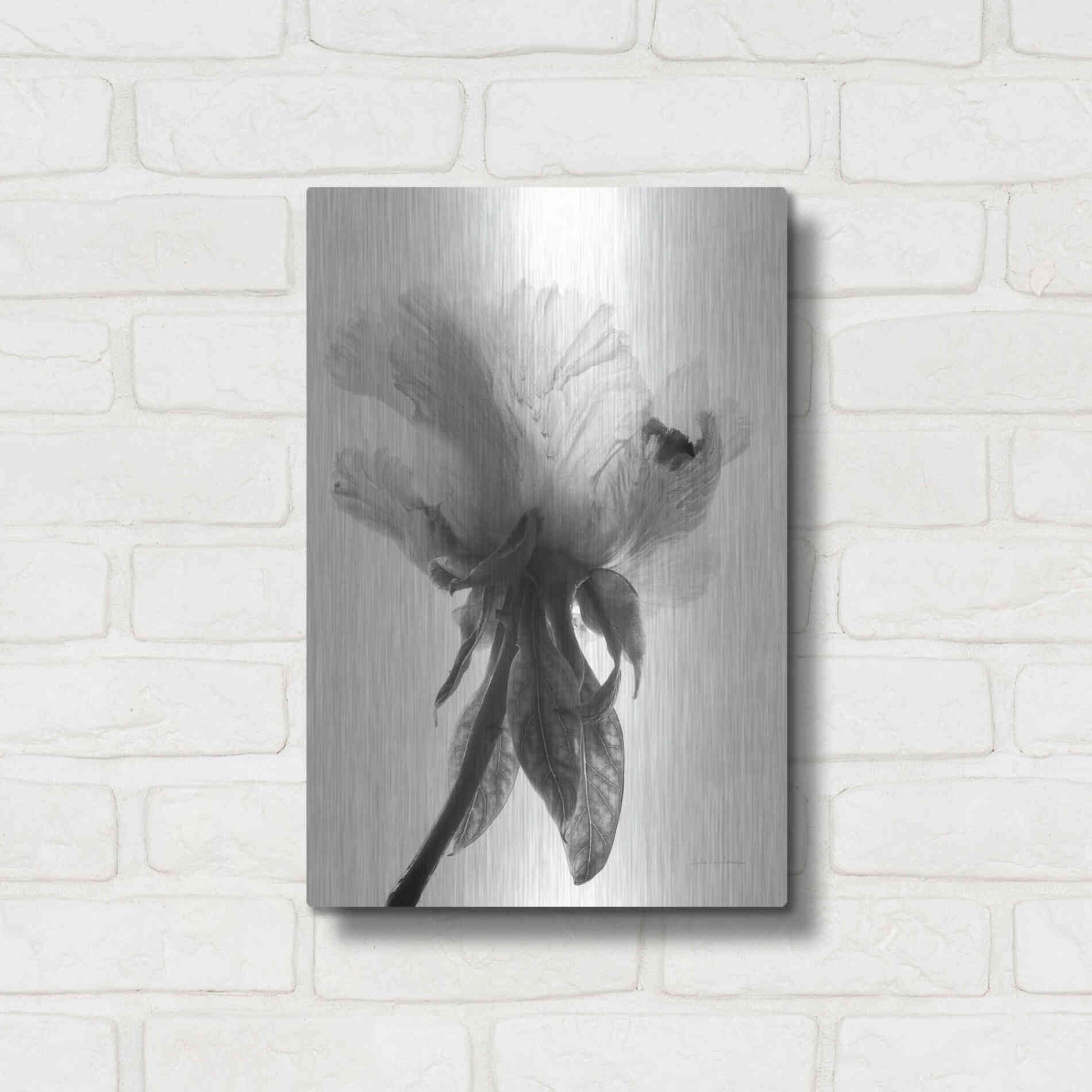 Luxe Metal Art 'Translucent Peony VIIBW' by Debra Van Swearingen, Metal Wall Art,12x16