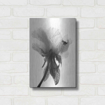 Luxe Metal Art 'Translucent Peony VIIBW' by Debra Van Swearingen, Metal Wall Art,12x16
