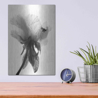 Luxe Metal Art 'Translucent Peony VIIBW' by Debra Van Swearingen, Metal Wall Art,12x16