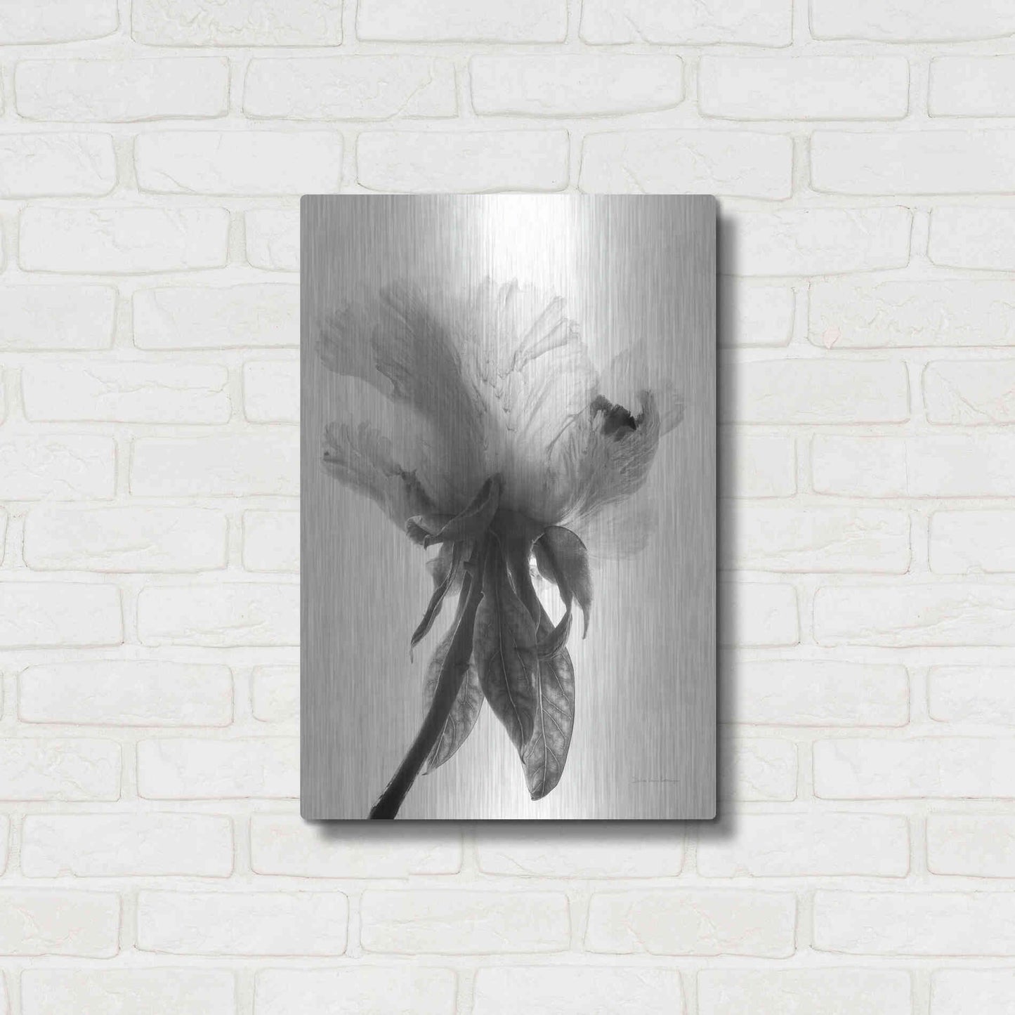 Luxe Metal Art 'Translucent Peony VIIBW' by Debra Van Swearingen, Metal Wall Art,16x24