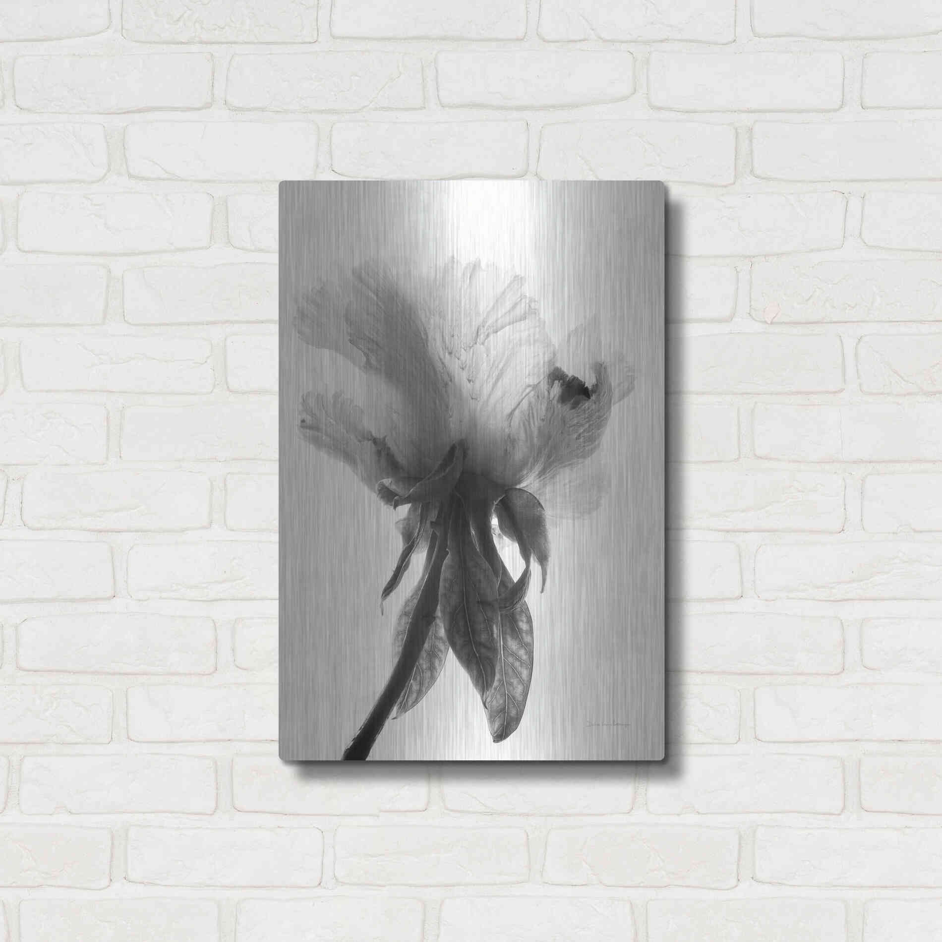 Luxe Metal Art 'Translucent Peony VIIBW' by Debra Van Swearingen, Metal Wall Art,16x24