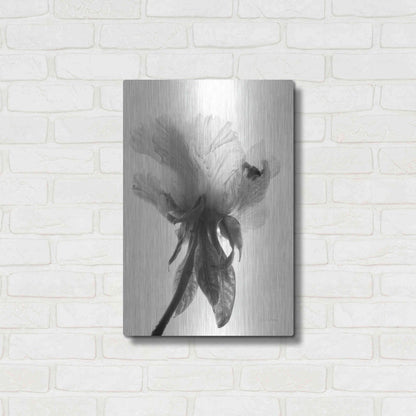 Luxe Metal Art 'Translucent Peony VIIBW' by Debra Van Swearingen, Metal Wall Art,16x24