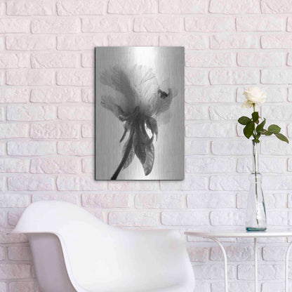 Luxe Metal Art 'Translucent Peony VIIBW' by Debra Van Swearingen, Metal Wall Art,16x24