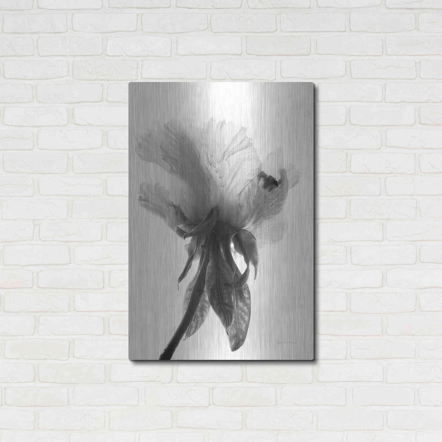 Luxe Metal Art 'Translucent Peony VIIBW' by Debra Van Swearingen, Metal Wall Art,24x36