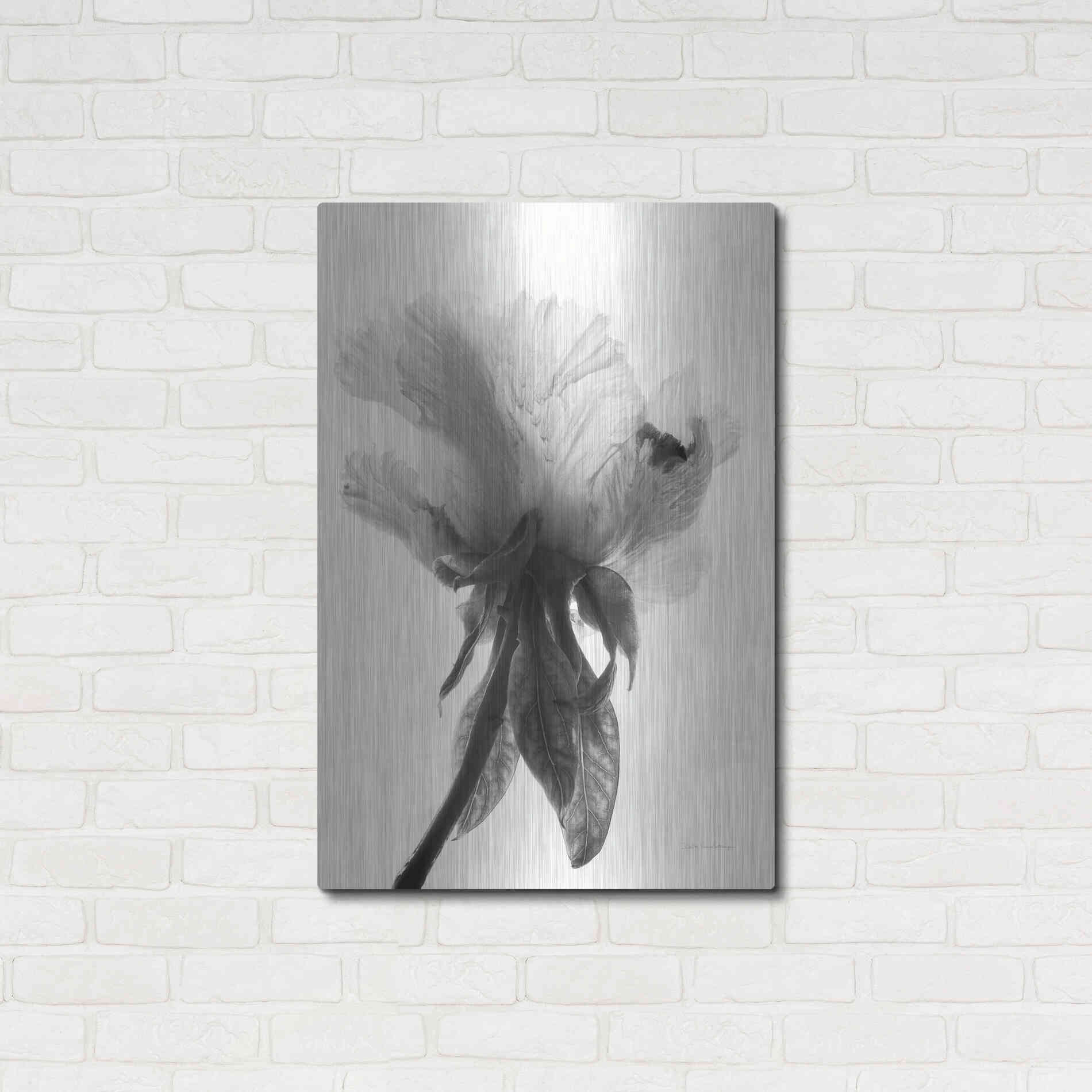 Luxe Metal Art 'Translucent Peony VIIBW' by Debra Van Swearingen, Metal Wall Art,24x36