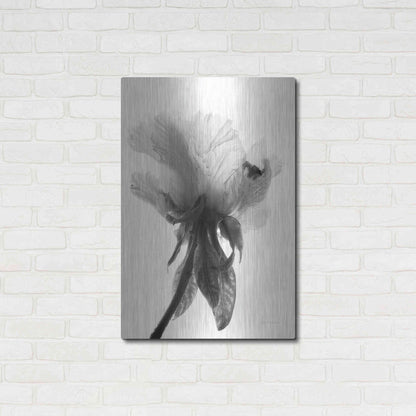 Luxe Metal Art 'Translucent Peony VIIBW' by Debra Van Swearingen, Metal Wall Art,24x36