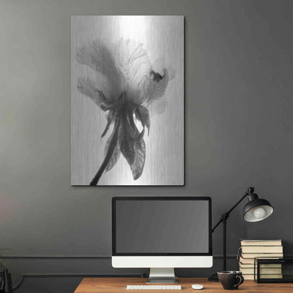 Luxe Metal Art 'Translucent Peony VIIBW' by Debra Van Swearingen, Metal Wall Art,24x36