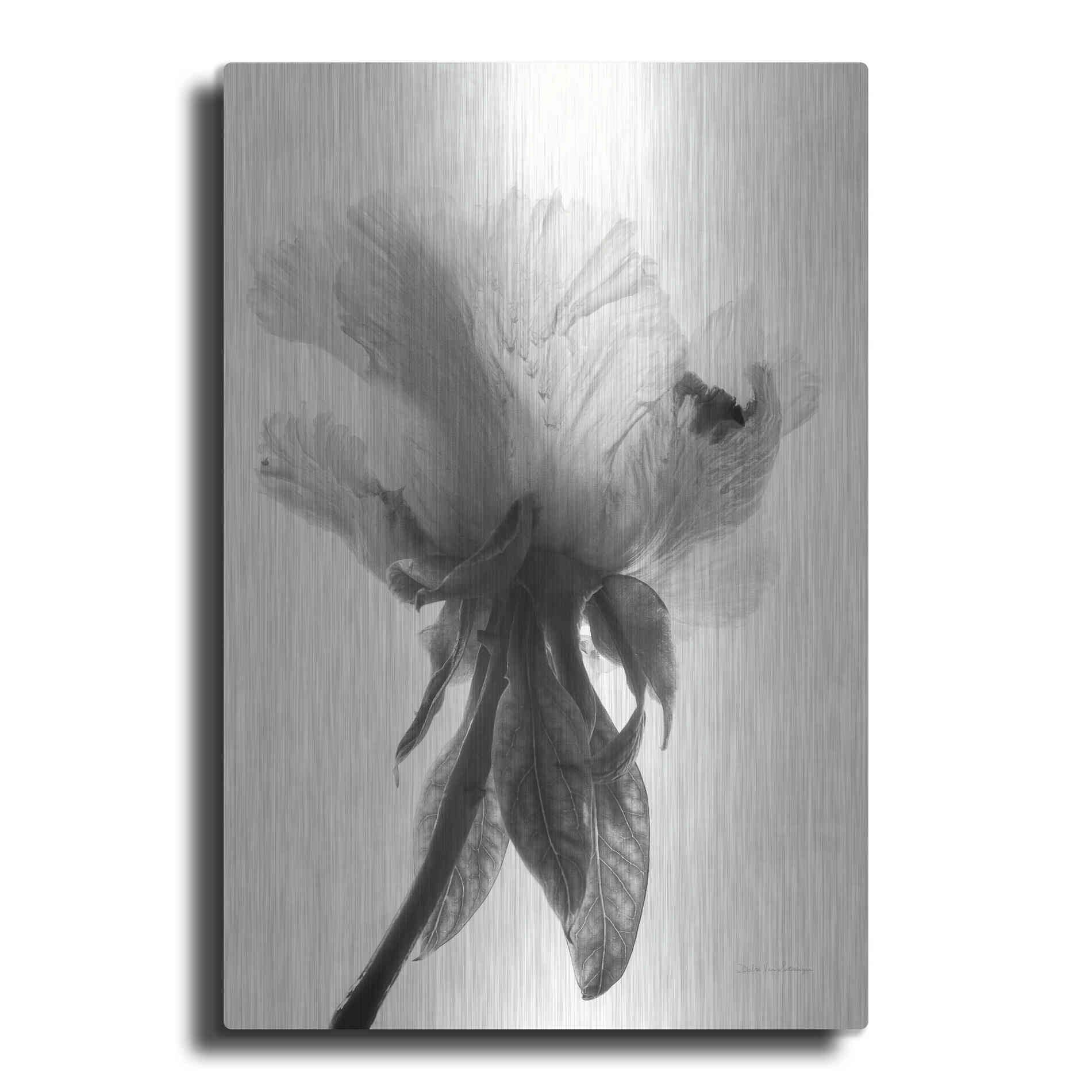 Luxe Metal Art 'Translucent Peony VIIBW' by Debra Van Swearingen, Metal Wall Art
