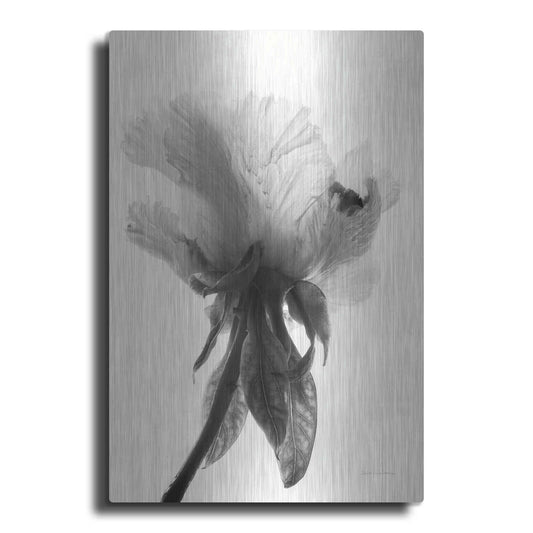 Luxe Metal Art 'Translucent Peony VIIBW' by Debra Van Swearingen, Metal Wall Art