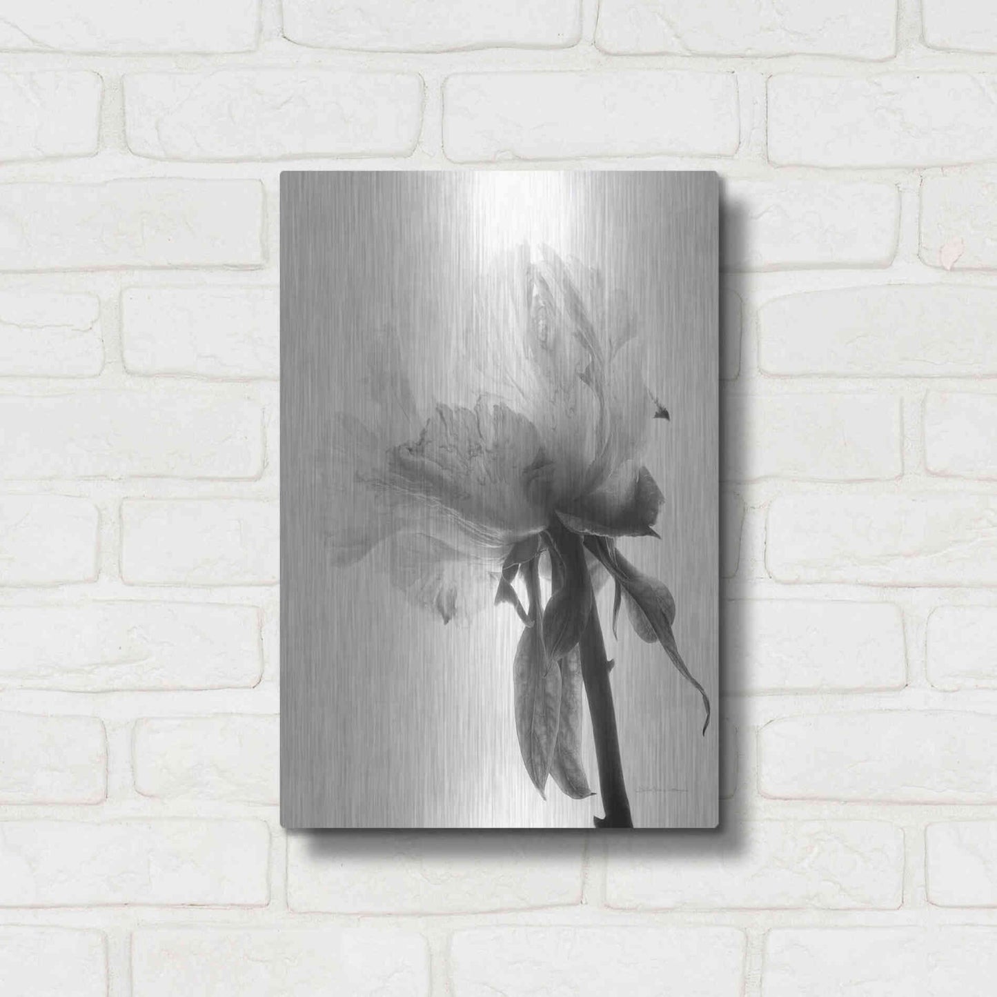 Luxe Metal Art 'Translucent Peony VIIIBW' by Debra Van Swearingen, Metal Wall Art,12x16