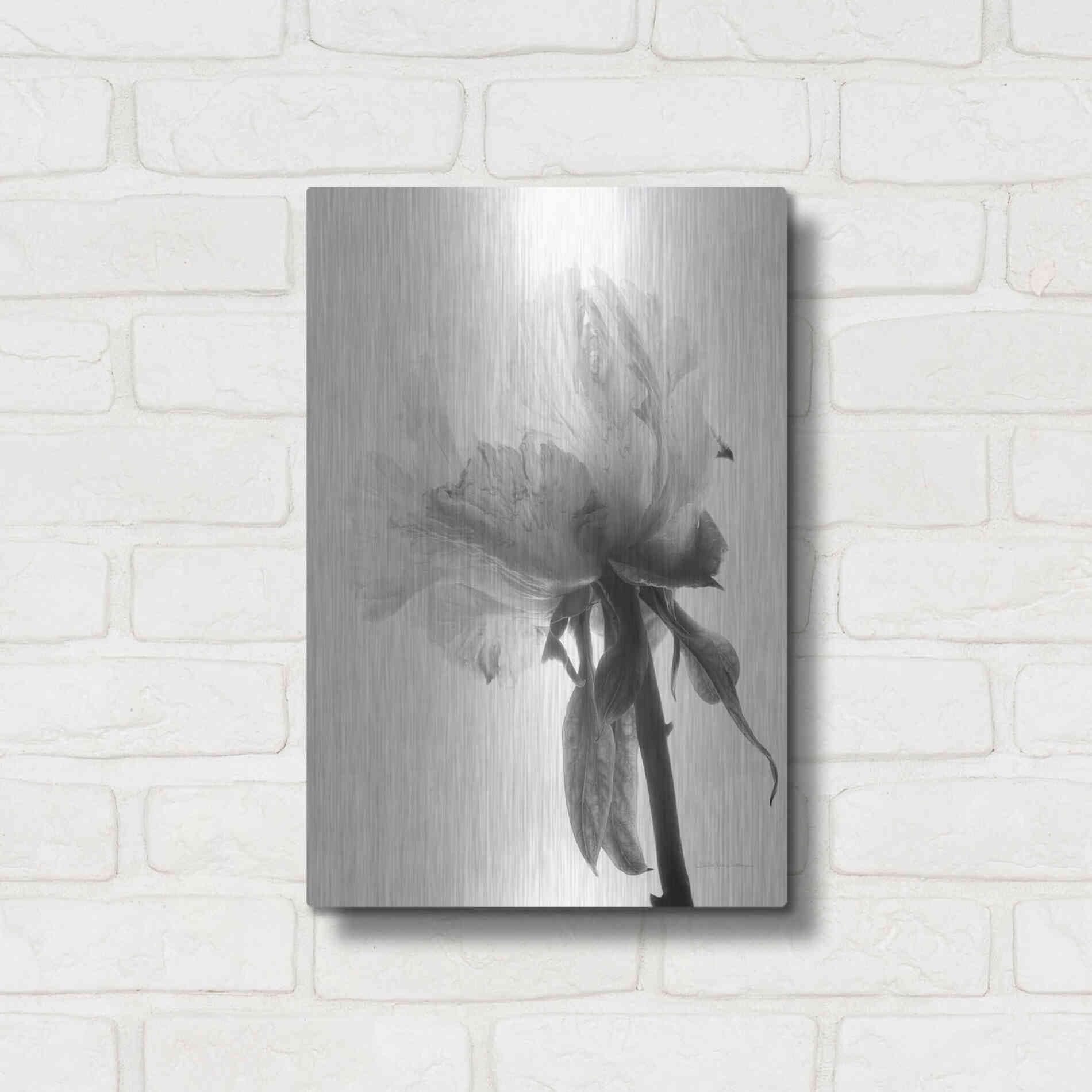 Luxe Metal Art 'Translucent Peony VIIIBW' by Debra Van Swearingen, Metal Wall Art,12x16