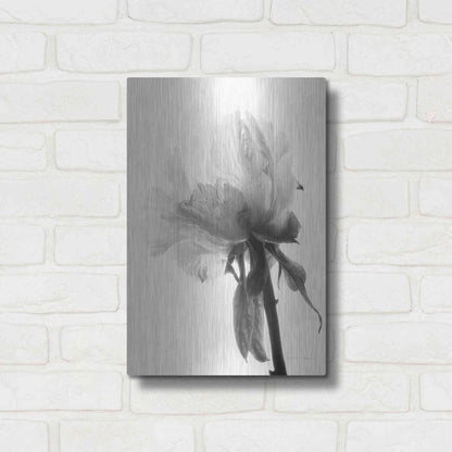 Luxe Metal Art 'Translucent Peony VIIIBW' by Debra Van Swearingen, Metal Wall Art,12x16