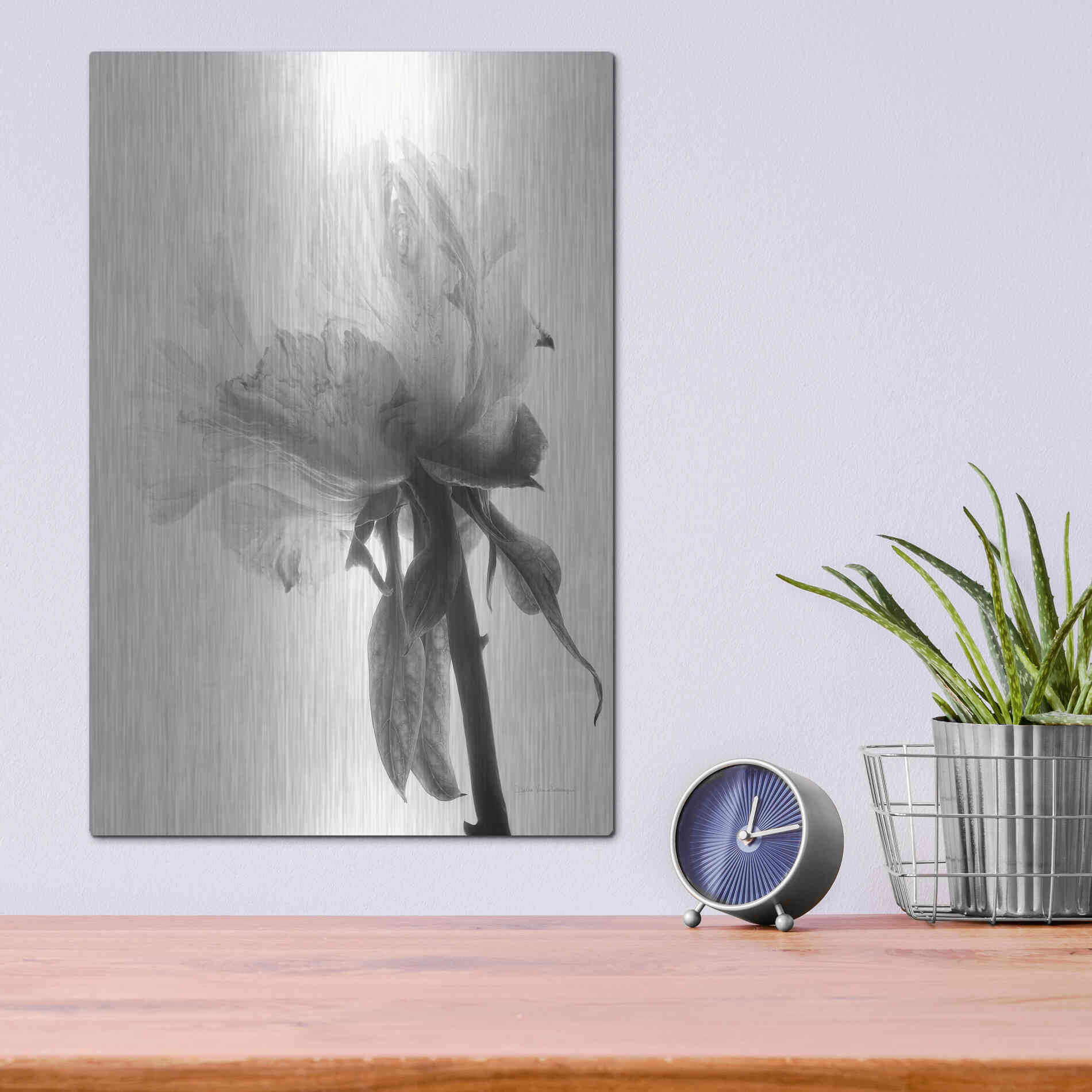 Luxe Metal Art 'Translucent Peony VIIIBW' by Debra Van Swearingen, Metal Wall Art,12x16