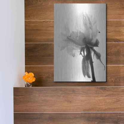 Luxe Metal Art 'Translucent Peony VIIIBW' by Debra Van Swearingen, Metal Wall Art,12x16
