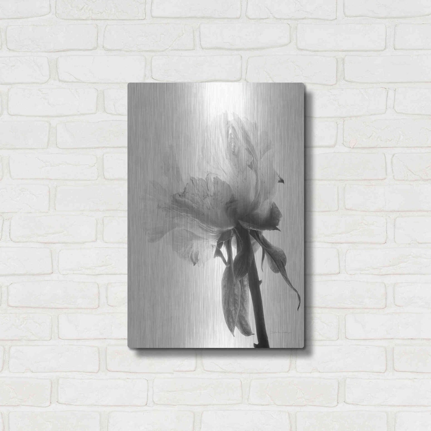 Luxe Metal Art 'Translucent Peony VIIIBW' by Debra Van Swearingen, Metal Wall Art,16x24