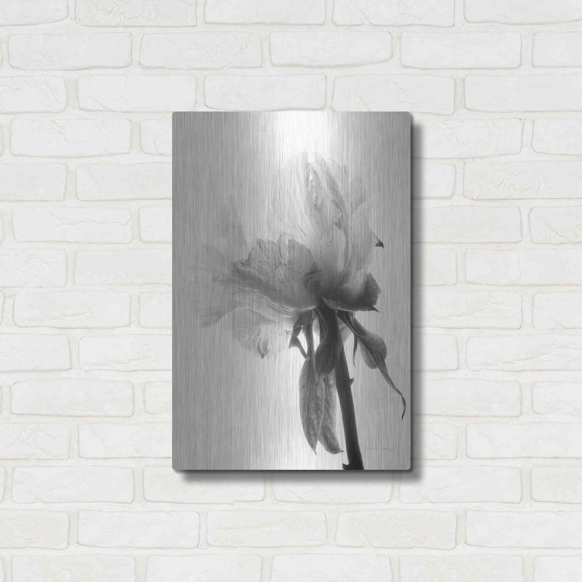 Luxe Metal Art 'Translucent Peony VIIIBW' by Debra Van Swearingen, Metal Wall Art,16x24