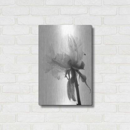 Luxe Metal Art 'Translucent Peony VIIIBW' by Debra Van Swearingen, Metal Wall Art,16x24