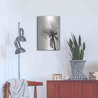 Luxe Metal Art 'Translucent Peony VIIIBW' by Debra Van Swearingen, Metal Wall Art,16x24