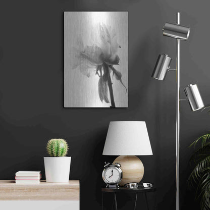 Luxe Metal Art 'Translucent Peony VIIIBW' by Debra Van Swearingen, Metal Wall Art,16x24