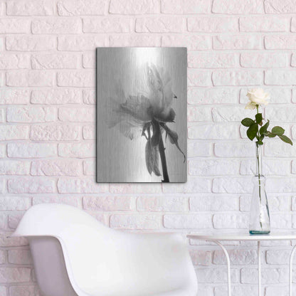 Luxe Metal Art 'Translucent Peony VIIIBW' by Debra Van Swearingen, Metal Wall Art,16x24