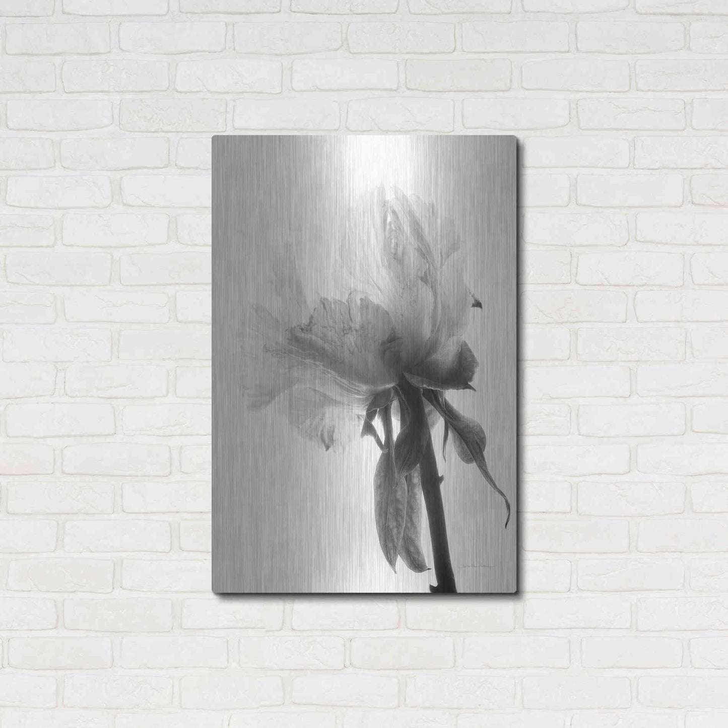Luxe Metal Art 'Translucent Peony VIIIBW' by Debra Van Swearingen, Metal Wall Art,24x36