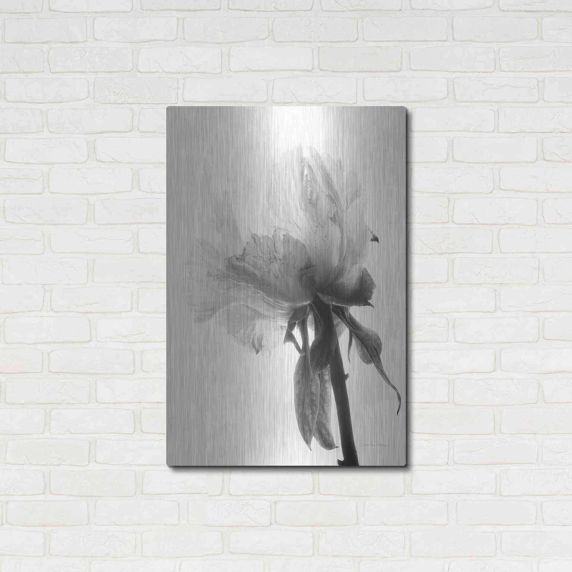 Luxe Metal Art 'Translucent Peony VIIIBW' by Debra Van Swearingen, Metal Wall Art,24x36