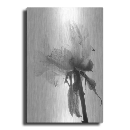 Luxe Metal Art 'Translucent Peony VIIIBW' by Debra Van Swearingen, Metal Wall Art