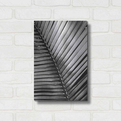 Luxe Metal Art 'Palm Frond I' by Debra Van Swearingen, Metal Wall Art,12x16