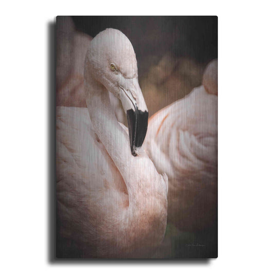 Luxe Metal Art 'Chilean Flamingo II' by Debra Van Swearingen, Metal Wall Art