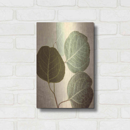 Luxe Metal Art 'Eucalyptus Color' by Debra Van Swearingen, Metal Wall Art,12x16