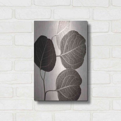 Luxe Metal Art 'Eucalyptus Sepia' by Debra Van Swearingen, Metal Wall Art,12x16