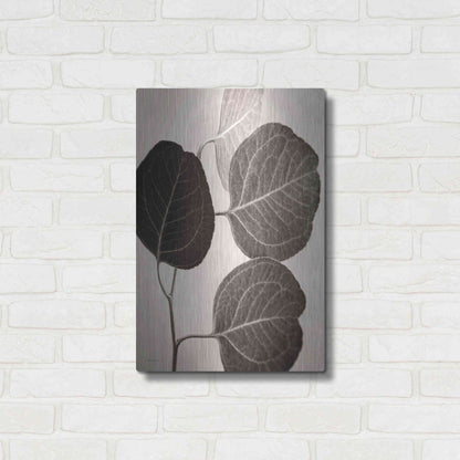 Luxe Metal Art 'Eucalyptus Sepia' by Debra Van Swearingen, Metal Wall Art,16x24