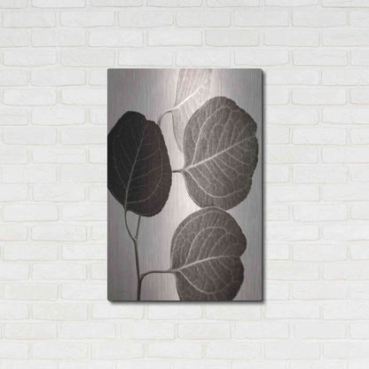 Luxe Metal Art 'Eucalyptus Sepia' by Debra Van Swearingen, Metal Wall Art,24x36