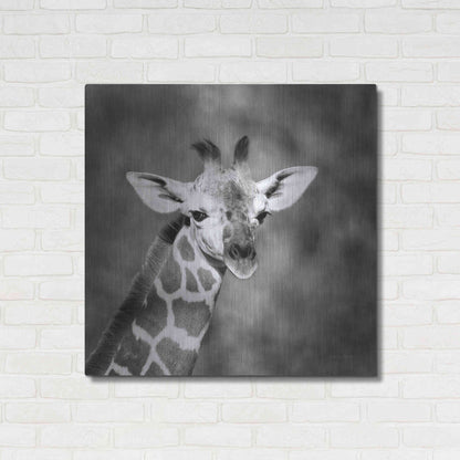 Luxe Metal Art 'Little Guy' by Debra Van Swearingen, Metal Wall Art,36x36