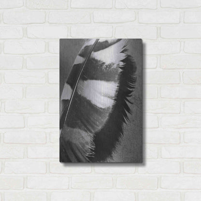 Luxe Metal Art 'Feather Shadow I' by Debra Van Swearingen, Metal Wall Art,16x24