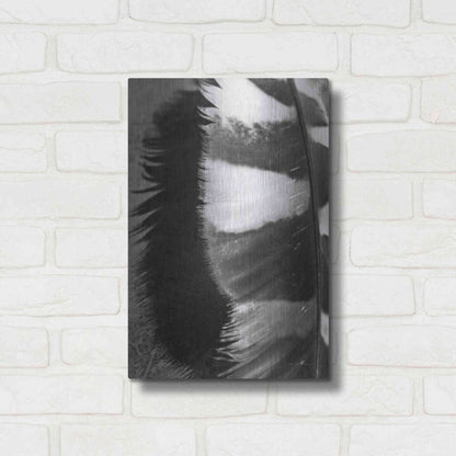 Luxe Metal Art 'Feather Shadow III' by Debra Van Swearingen, Metal Wall Art,12x16