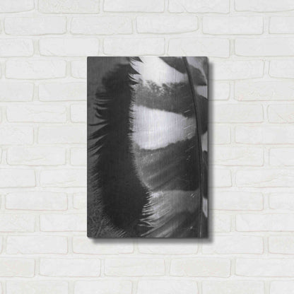 Luxe Metal Art 'Feather Shadow III' by Debra Van Swearingen, Metal Wall Art,16x24