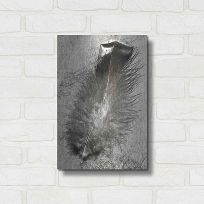 Luxe Metal Art 'Feather Shadow IV' by Debra Van Swearingen, Metal Wall Art,12x16