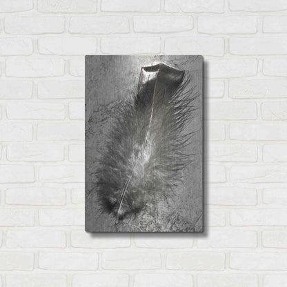 Luxe Metal Art 'Feather Shadow IV' by Debra Van Swearingen, Metal Wall Art,16x24