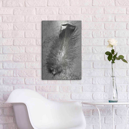 Luxe Metal Art 'Feather Shadow IV' by Debra Van Swearingen, Metal Wall Art,16x24