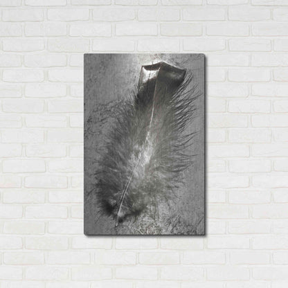 Luxe Metal Art 'Feather Shadow IV' by Debra Van Swearingen, Metal Wall Art,24x36