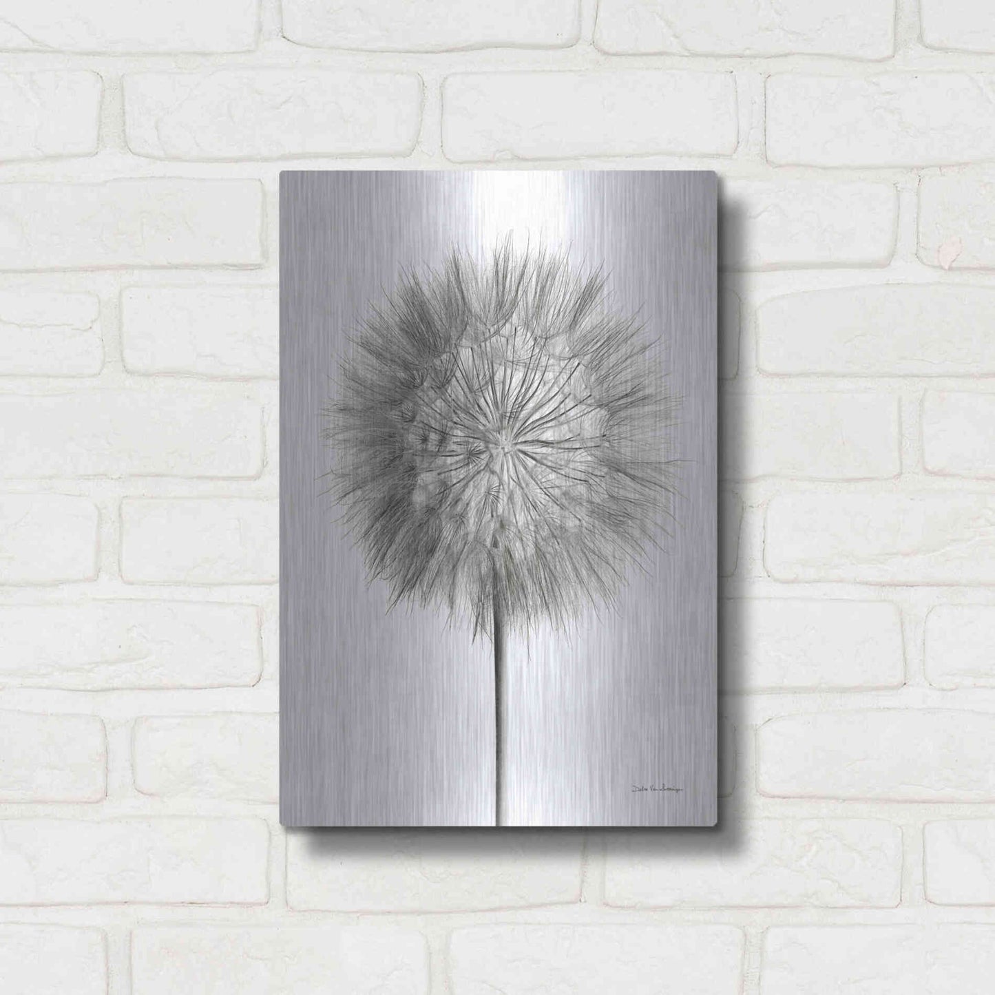 Luxe Metal Art 'Dandelion Fluff on White' by Debra Van Swearingen, Metal Wall Art,12x16