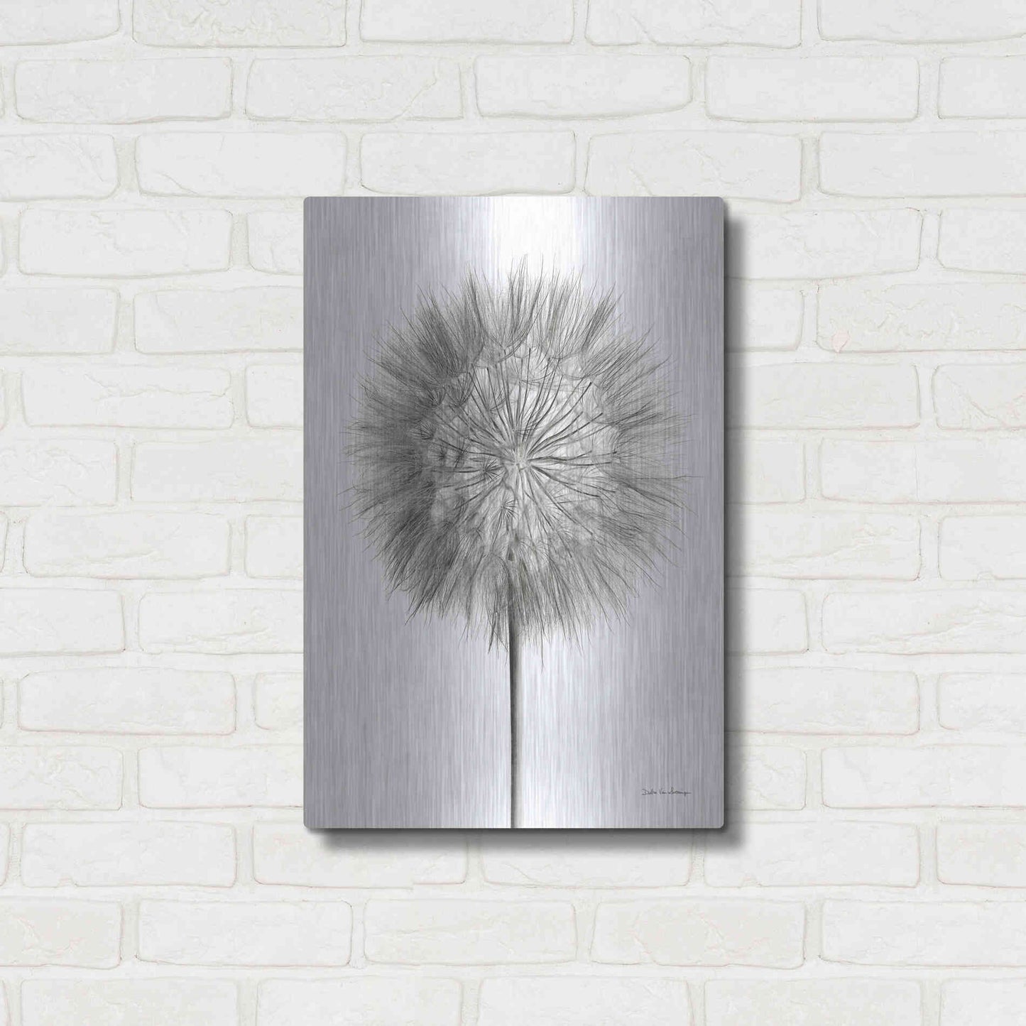 Luxe Metal Art 'Dandelion Fluff on White' by Debra Van Swearingen, Metal Wall Art,16x24