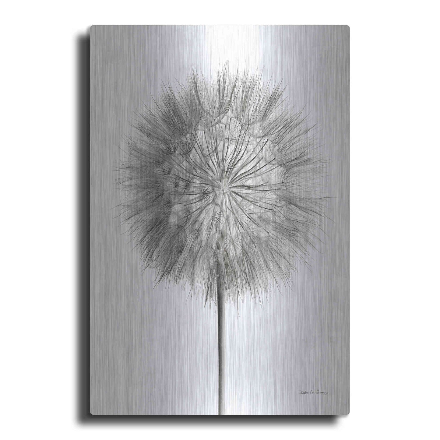 Luxe Metal Art 'Dandelion Fluff on White' by Debra Van Swearingen, Metal Wall Art