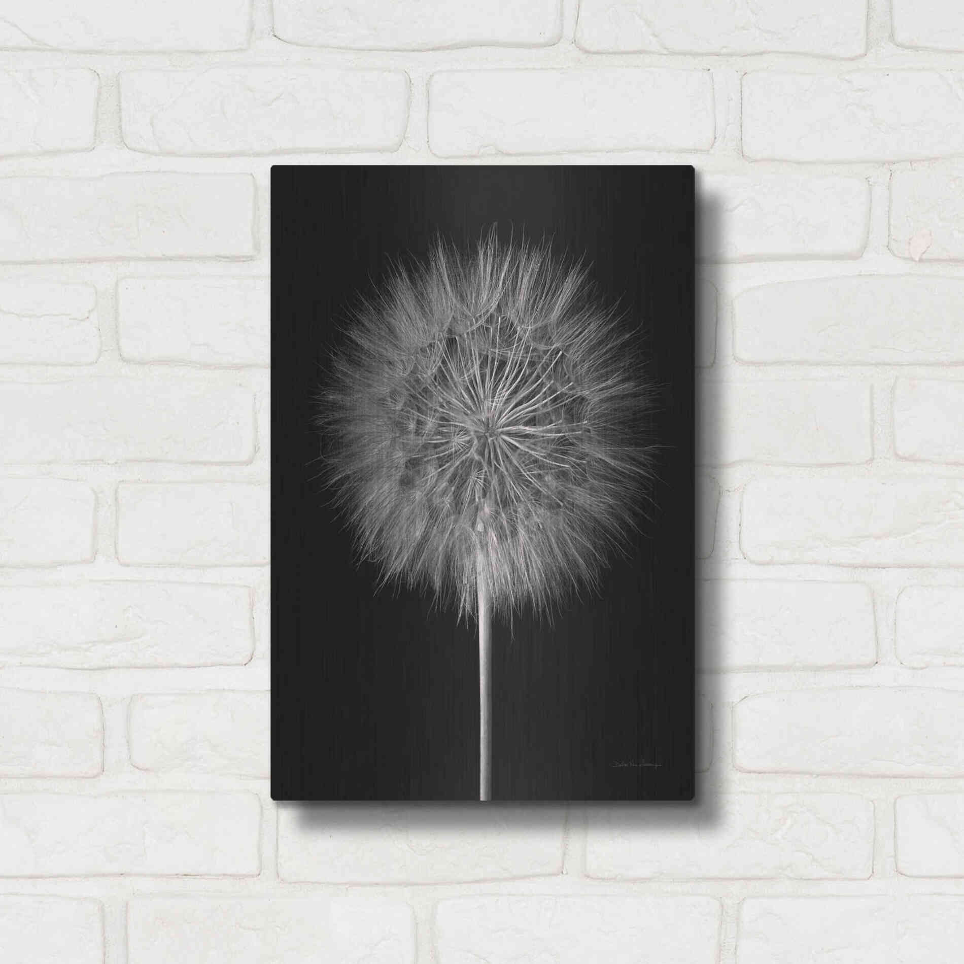 Luxe Metal Art 'Dandelion Fluff on Black' by Debra Van Swearingen, Metal Wall Art,12x16