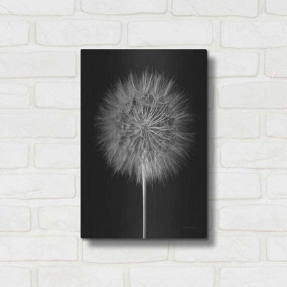 Luxe Metal Art 'Dandelion Fluff on Black' by Debra Van Swearingen, Metal Wall Art,12x16